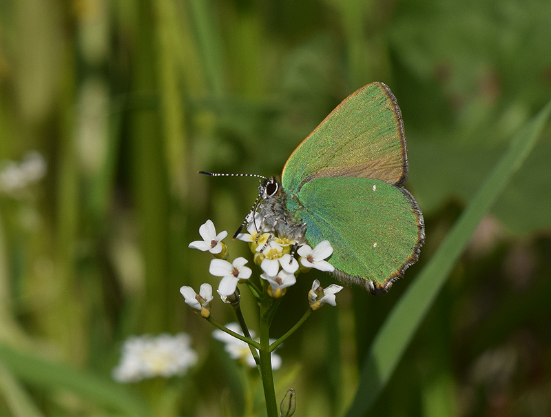 Primavera 2018 - Callophrys rubi, Lycaenidae